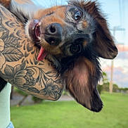 Ivy joined the competition — help win amazing prizes! dog, tongue_out, tattoo, arm, grass, outdoor, sky, power_lines, happy, pet, animal, ears, closeup, portrait, playful, funny_face, cute, canine, human_arm, nature