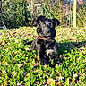 Athèna a rejoint le concours — aidez-le/la à gagner de superbes lots ! dog, black_dog, outdoor, grass, greenery, leaves, tree, fence, sunlight, nature, pet, animal, collar, relaxed, lying_down, daylight, canine, park, field, forest