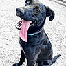 Athèna participe au concours pour gagner de l'argent avec cette photo : dog, black_dog, tongue_out, happy, outdoor, pet, canine, sitting, gravel, collar, animal, friendly, playful, smiling, ears, fur, looking_up, daylight, nature, ground