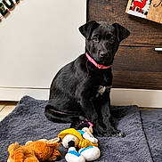 Athèna a rejoint le concours — aidez-le/la à gagner de superbes lots ! puppy, dog, black_dog, pink_collar, plush_toy, indoor, floor, mat, christmas_decor, wooden_cabinet, toy, pet, cute, animal, holiday, festive, domestic, young_dog, sitting, cozy