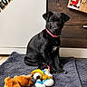 puppy, dog, black_dog, pink_collar, plush_toy, indoor, floor, mat, christmas_decor, wooden_cabinet, toy, pet, cute, animal, holiday, festive, domestic, young_dog, sitting, cozy