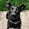 dog, black_dog, outdoor, grass, concrete, pet, ears, collar, sunlight, shadow, animal, canine, looking_up, cute, portrait, friendly, happy, domestic_animal, nature, summer