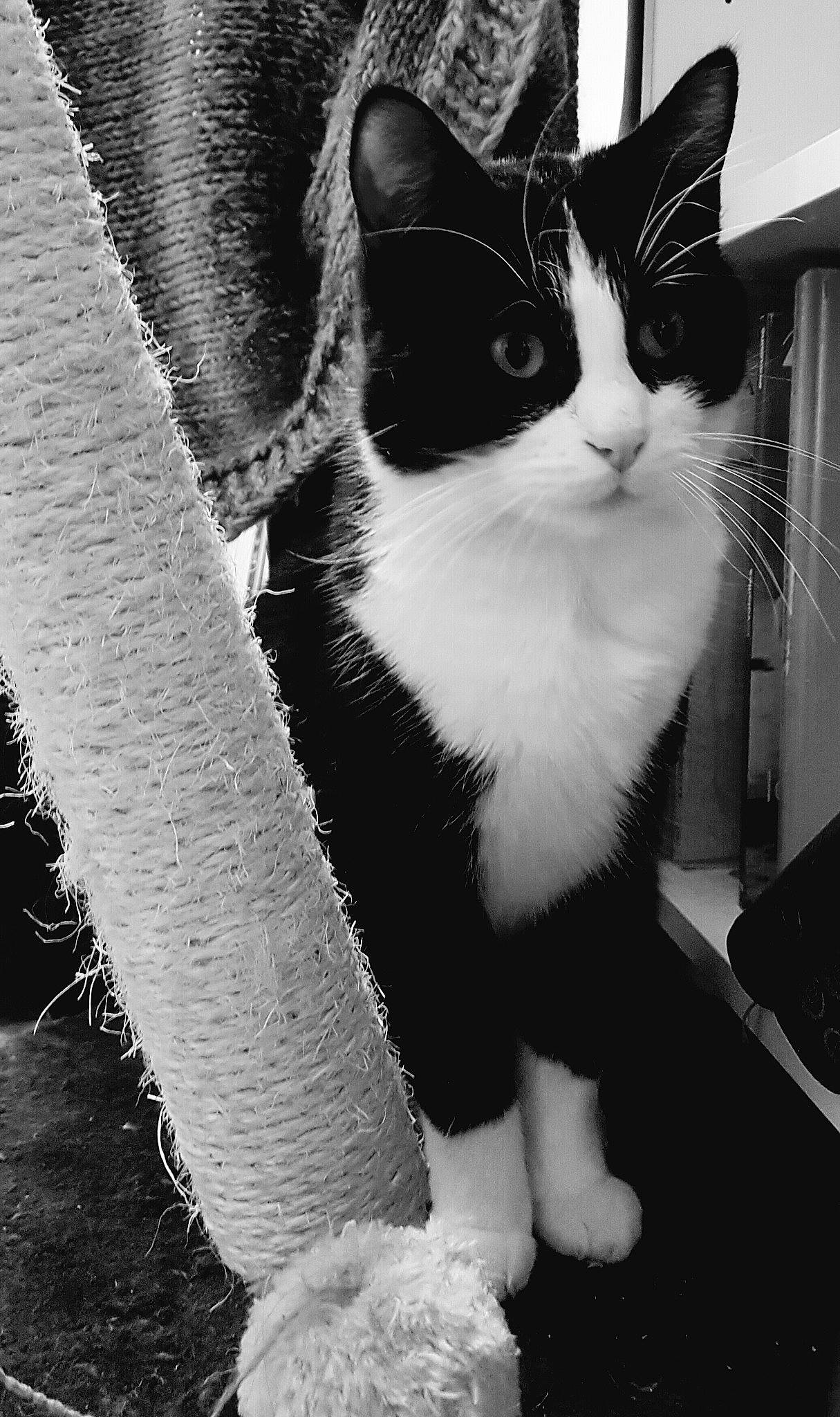 Filou participe au concours pour gagner de l'argent avec cette photo : aegean_cat, american_wirehair, black, black_and_white, carnivore, cat, domestic_short_haired_cat, eye, felidae, fur, kitten, monochrome, monochrome_photography, paw, polydactyl_cat, small_to_medium_sized_cats, snout, tail, whiskers, white