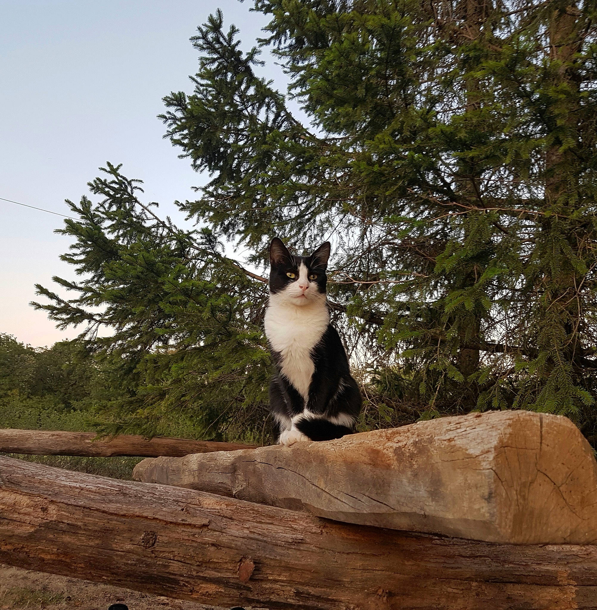 Filou participe au concours pour gagner de l'argent avec cette photo : aegean_cat, branch, carnivore, cat, fawn, felidae, plant, rock, sitting, small_to_medium_sized_cats, tail, tree, trunk, whiskers, wildlife, wood, woody_plant