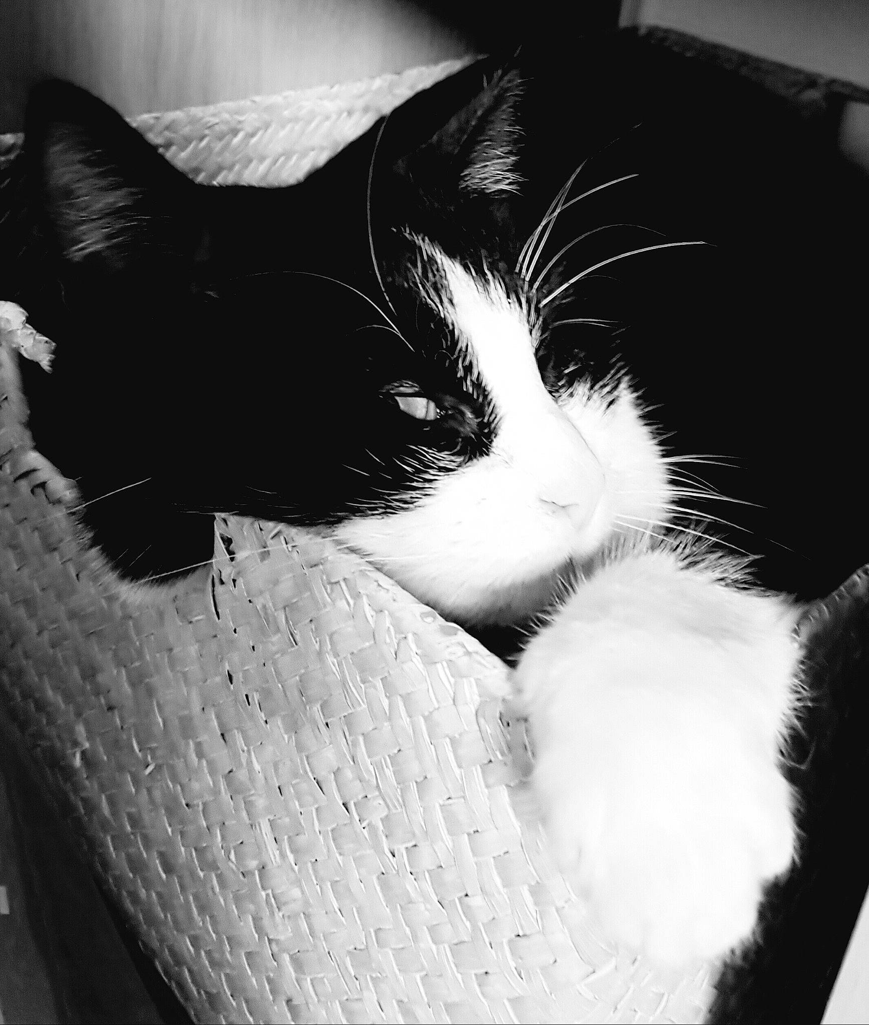 Filou participe au concours pour gagner de l'argent avec cette photo : black, black_and_white, black_cat, carnivore, cat, ear, eye, felidae, fur, kitten, monochrome, monochrome_photography, nose, photography, sleep, small_to_medium_sized_cats, snout, style, whiskers, white