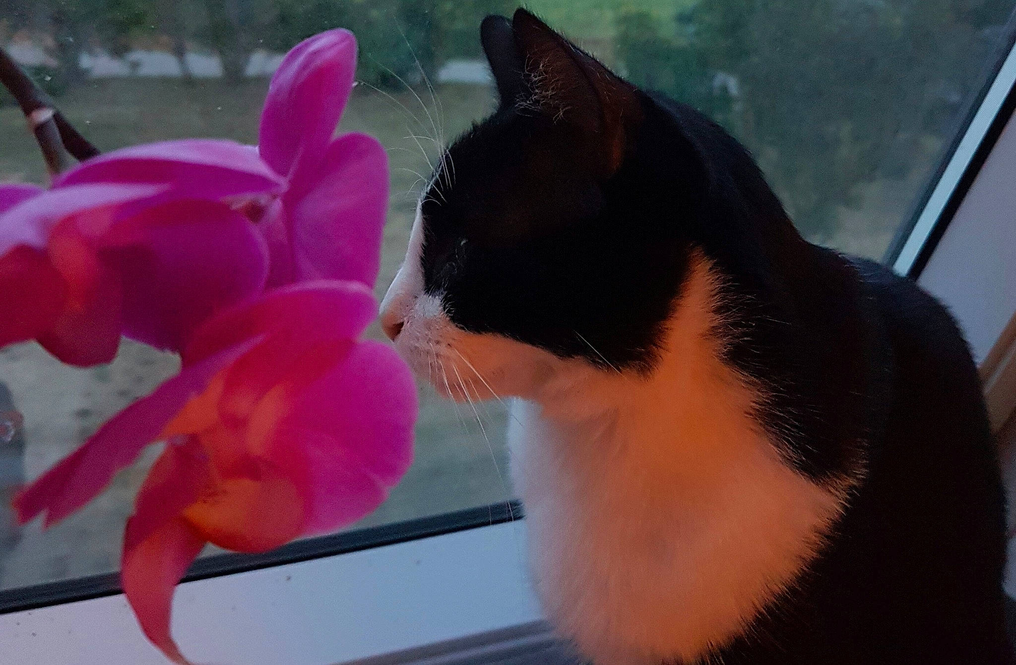 Filou participe au concours pour gagner de l'argent avec cette photo : carnivore, cat, cyclamen, domestic_short_haired_cat, eye, felidae, flower, fur, kitten, organism, paw, pink, plant, polydactyl_cat, small_to_medium_sized_cats, snapshot, snout, tail, whiskers, window