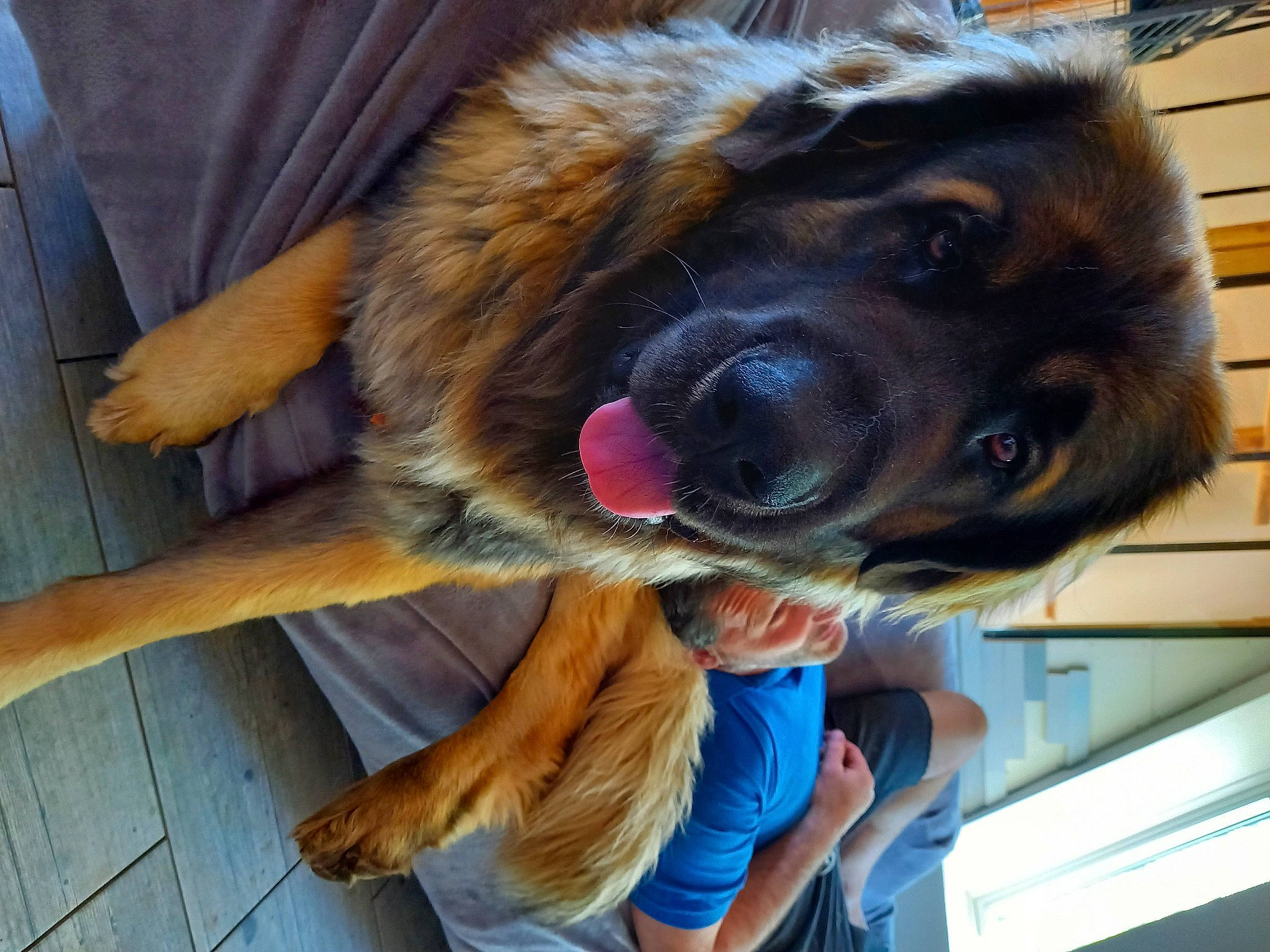 Rebel a rejoint le concours — aidez-le/la à gagner de superbes lots ! canidae, carnivore, companion_dog, dog, dog_breed, fawn, flooring, fur, german_shepherd_dog, giant_dog_breed, guard_dog, liver, old_german_shepherd_dog, paw, snout, sporting_group, whiskers, wood, working_animal, working_dog