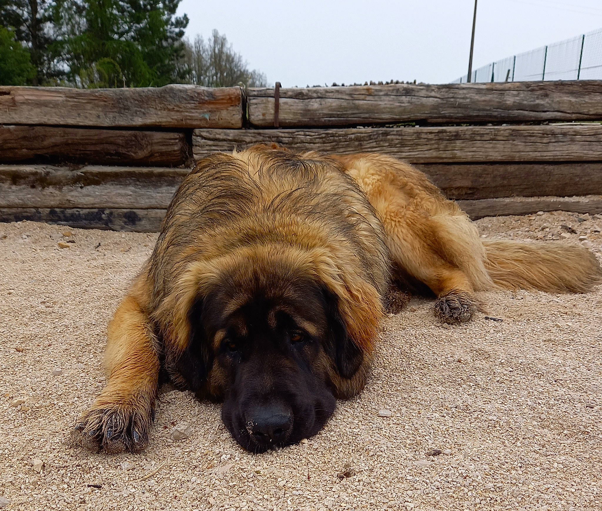 Rebel participe au concours pour gagner de l'argent avec cette photo : canidae, carnivore, companion_dog, dog, dog_breed, estrela_mountain_dog, fawn, fence, fur, grass, liver, sky, snout, sporting_group, terrestrial_animal, tree, wood, working_animal, working_dog