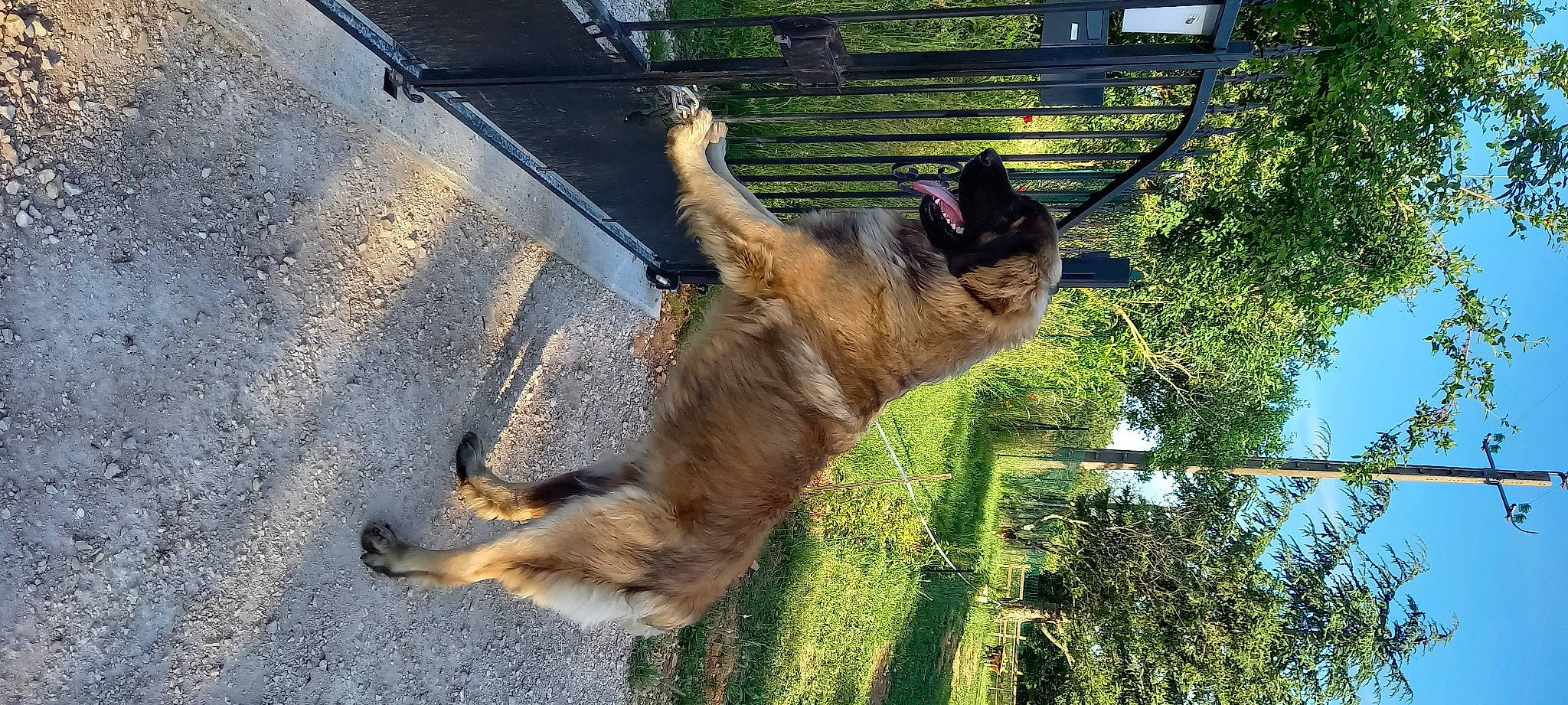 Rebel participe au concours pour gagner de l'argent avec cette photo : canidae, carnivore, companion_dog, dog, dog_breed, fawn, german_shepherd_dog, grass, liver, old_german_shepherd_dog, plant, snout, sporting_group, tail, terrestrial_animal, tree, trunk, wildlife, wood, working_animal