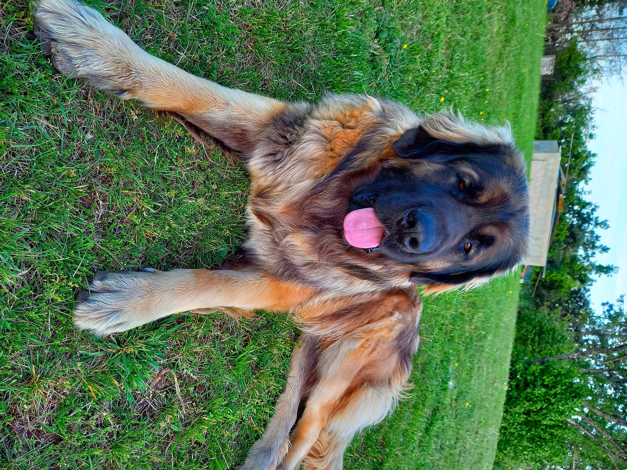 Rebel a rejoint le concours — aidez-le/la à gagner de superbes lots ! canidae, carnivore, companion_dog, dog, dog_breed, east_european_shepherd, fawn, german_shepherd_dog, grass, old_german_shepherd_dog, paw, plant, sky, snout, sporting_group, tail, terrestrial_animal, tervuren, tree, working_dog