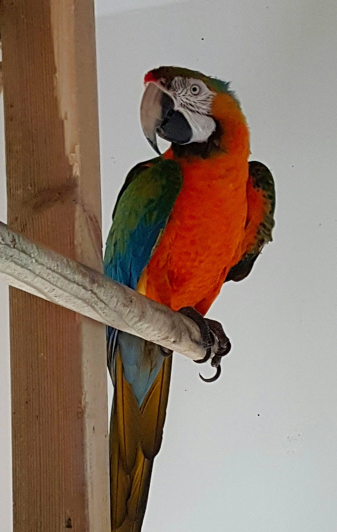 Viktor participe au concours pour gagner de l'argent avec cette photo : beak, bird, budgie, feather, lovebird, macaw, parrot, vertebrate