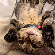 Piper is registered to the contest to win money with this photo: kitten, cat, tabby, upside_down, collar, bell, playful, paws, whiskers, fur, pet, closeup, cute, animal, indoor, soft, blanket, relaxed, young, face