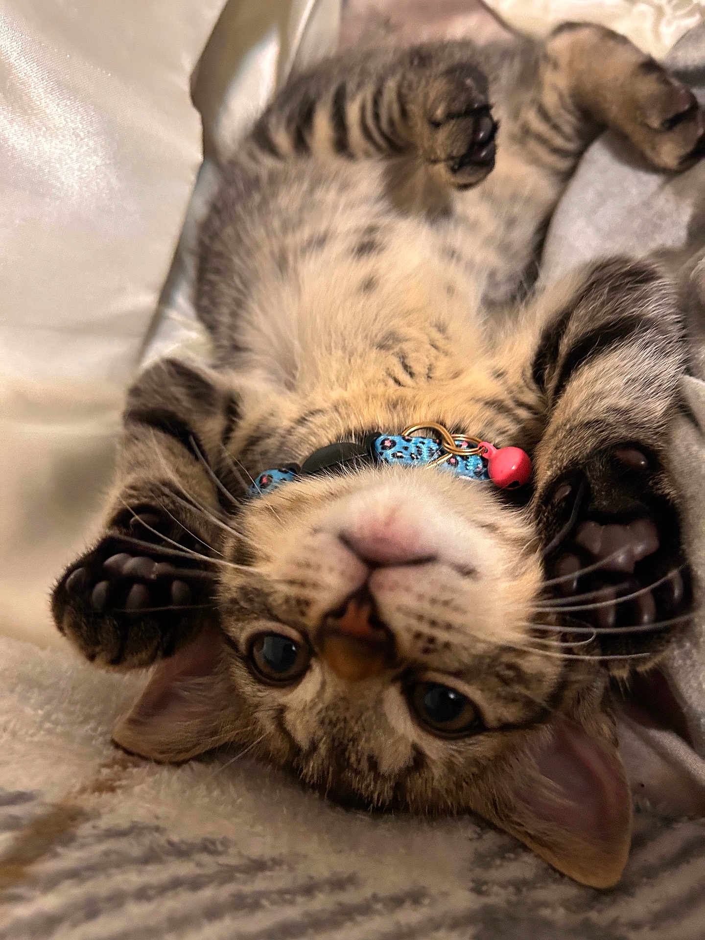 Piper