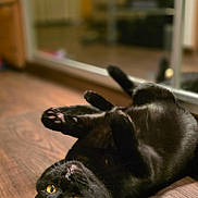 Guiness participe au concours pour gagner de l'argent avec cette photo : cat, black_cat, pet, indoor, wooden_floor, lying_down, yellow_eyes, curious, feline, mirror, reflection, relaxed, animal, domestic_cat, whiskers, ears, paws, fur, closeup, cozy