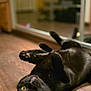 cat, black_cat, pet, indoor, wooden_floor, lying_down, yellow_eyes, curious, feline, mirror, reflection, relaxed, animal, domestic_cat, whiskers, ears, paws, fur, closeup, cozy