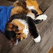 Tinkerbell joined the competition — help win amazing prizes! cat, calico, sleeping, feline, pet, indoor, couch, blanket, fur, paw, resting, animal, cute, cozy, relaxing, brown, blue, whiskers, soft, domestic
