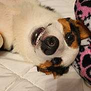 Gizmo joined the competition — help win amazing prizes! dog, pet, smiling, lying_down, close_up, white_coat, brown_coat, quilted_bed, blanket, cute, playful, nose, teeth, animal, resting, indoor, fur, snout, ears, happy