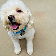 Popeye is registered to the contest to win money with this photo: dog, white_dog, happy, pet, collar, tongue_out, sitting, fluffy, cute, animal, canine, outdoor, portrait, friendly, companion, fur, paw, ears, nose, smiling