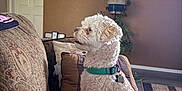 Popeye is registered to the contest to win money with this photo: dog, white_dog, curly_fur, collar, couch, pillow, living_room, indoor, pet, furniture, plant, brown_wall, floor_rug, side_view, sitting, domestic_animal, cute, houseplant, home_interior, animal