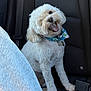Popeye joined the competition — help win amazing prizes! dog, white_dog, pet, car_seat, happy, fluffy, scarf, animal, cute, indoor, portrait, sitting, smiling, canine, fur, collar, seatbelt, vehicle, companion, friendly