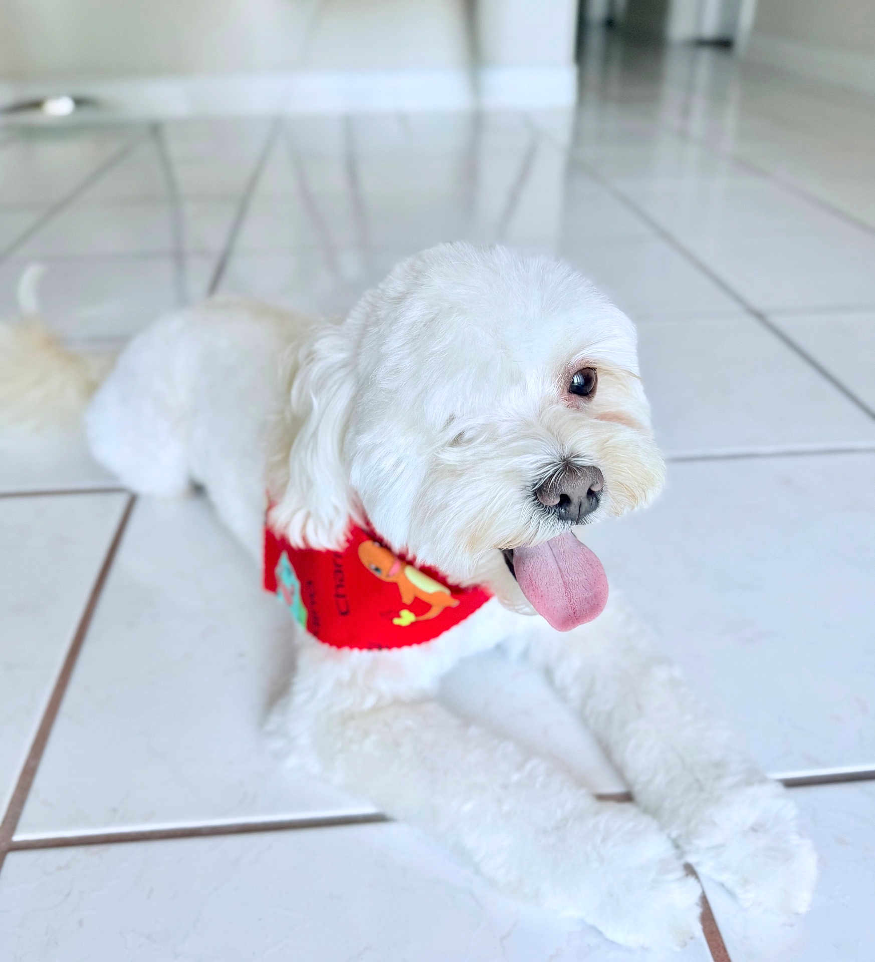 Popeye joined the competition — help win amazing prizes! dog, white_dog, pet, bandana, red_bandana, indoor, tile_floor, tongue_out, happy, cute, small_dog, fluffy, lying_down, animal, companion, playful, domestic, fur, canine, friendly