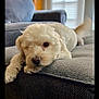 Popeye joined the competition — help win amazing prizes! dog, puppy, couch, indoor, pet, fluffy, living_room, relaxed, tail, furniture, window, blinds, comfort, cute, animal, domestic_animal, home, cozy, resting, fur