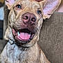 Rip joined the competition — help win amazing prizes! dog, pet, close_up, happy, smiling, tongue_out, ears, indoor, couch, fur, canine, animal, portrait, friendly, domestic_animal, nose, mouth, whiskers, background, blurred