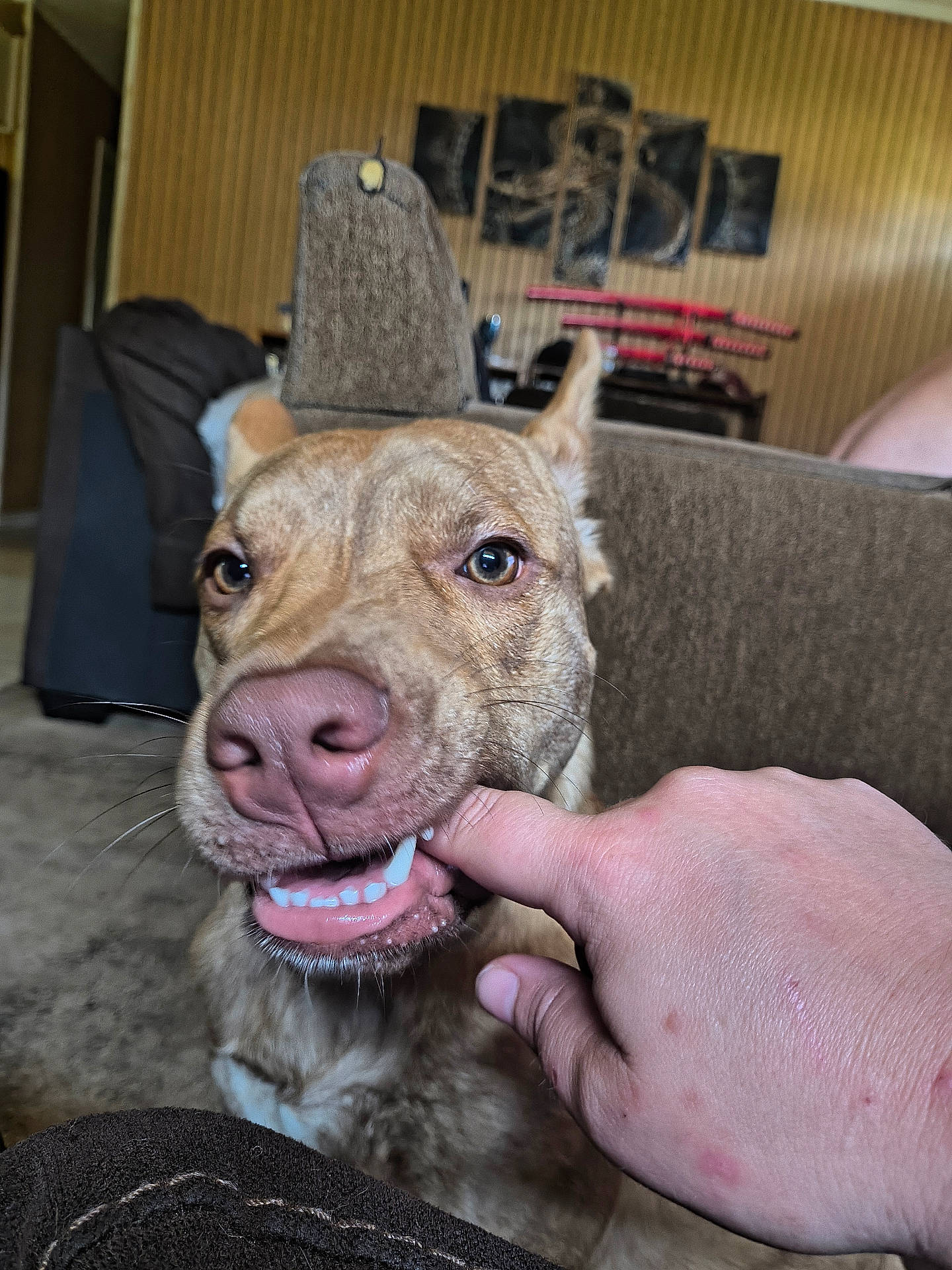 Rip joined the competition — help win amazing prizes! animal, bite, blurred_background, brown_dog, canine, close_up, cozy, cute, dog, domestic, finger, friendly, furniture, indoor, living_room, person_hand, pet, playing, snout, teeth