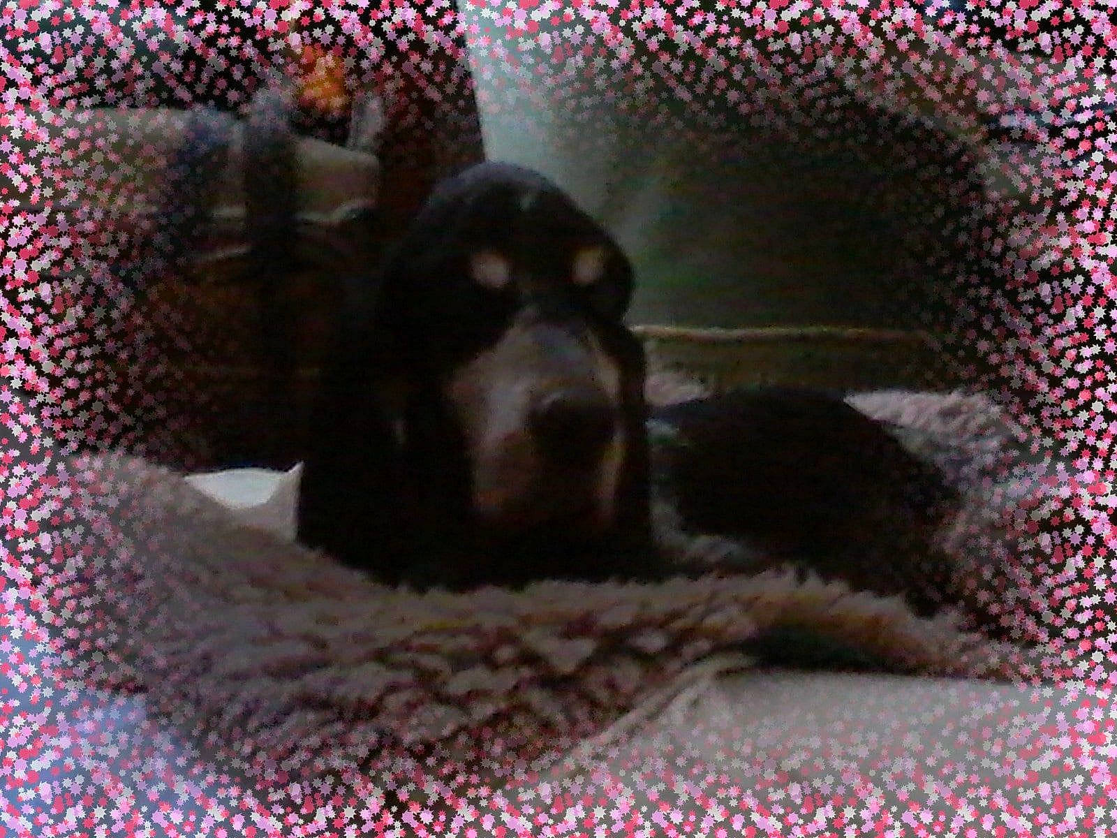 Napoleon a rejoint le concours — aidez-le/la à gagner de superbes lots ! black_cat, canidae, carnivore, comfort, companion_dog, dog, dog_breed, felidae, fur, grey, guard_dog, liver, paw, small_to_medium_sized_cats, snout, sporting_group, terrestrial_animal, toy_dog, whiskers, working_animal