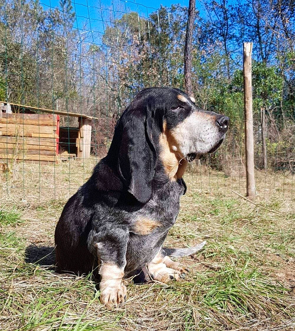 Napoleon participe au concours pour gagner de l'argent avec cette photo : basset_hound, canidae, carnivore, companion_dog, dog, dog_breed, fawn, giant_dog_breed, grass, hound, hunting_dog, plant, sky, snout, sporting_group, terrestrial_animal, tree, working_dog