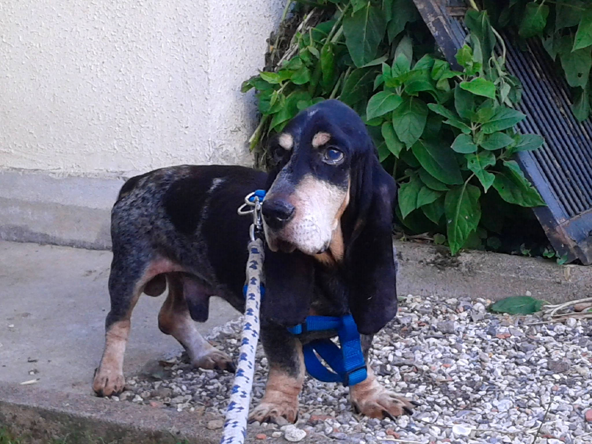 Napoleon participe au concours pour gagner de l'argent avec cette photo : basset_bleu_de_gascogne, bruno_jura_hound, canidae, carnivore, dog, dog_breed, hellenikos_ichnilatis, hound, hunting_dog, mammal, montenegrin_mountain_hound, rare_breed_dog, schweizer_laufhund, vertebrate