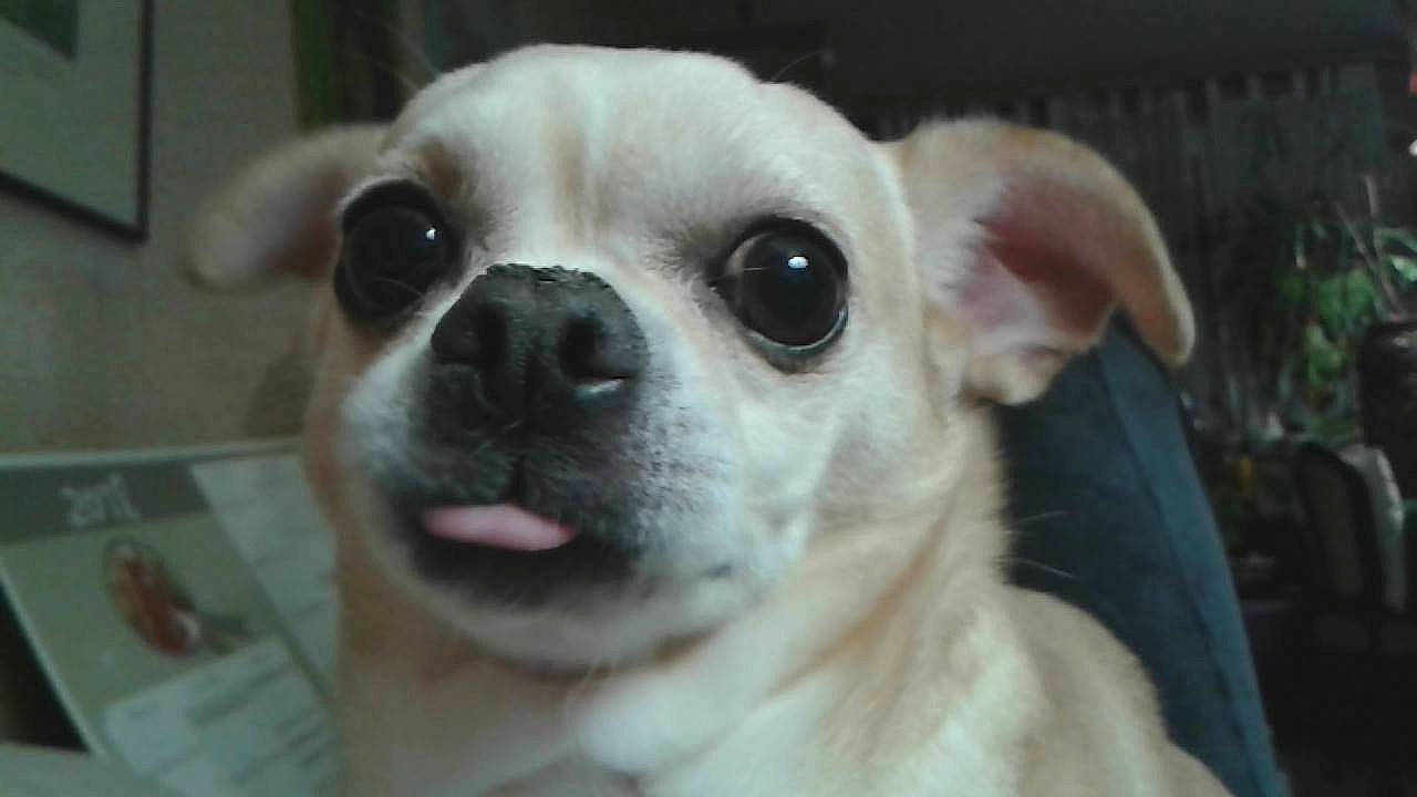 Glamour a rejoint le concours — aidez-le/la à gagner de superbes lots ! ancient_dog_breeds, canidae, carnivore, chihuahua, companion_dog, dog, dog_breed, ear, eye, fawn, head, mammal, nose, puppy, skin, snout, sporting_group, toy_dog, vertebrate, whiskers