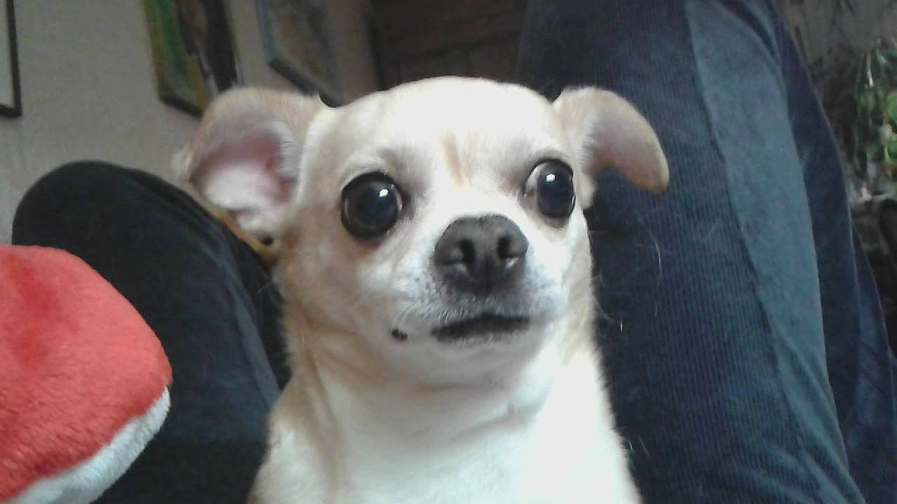 Glamour a rejoint le concours — aidez-le/la à gagner de superbes lots ! ancient_dog_breeds, canidae, carnivore, chihuahua, companion_dog, corgi_chihuahua, dog, dog_breed, ear, eye, fawn, mammal, nose, puppy, rare_breed_dog, snout, sporting_group, toy_dog, vertebrate, whiskers