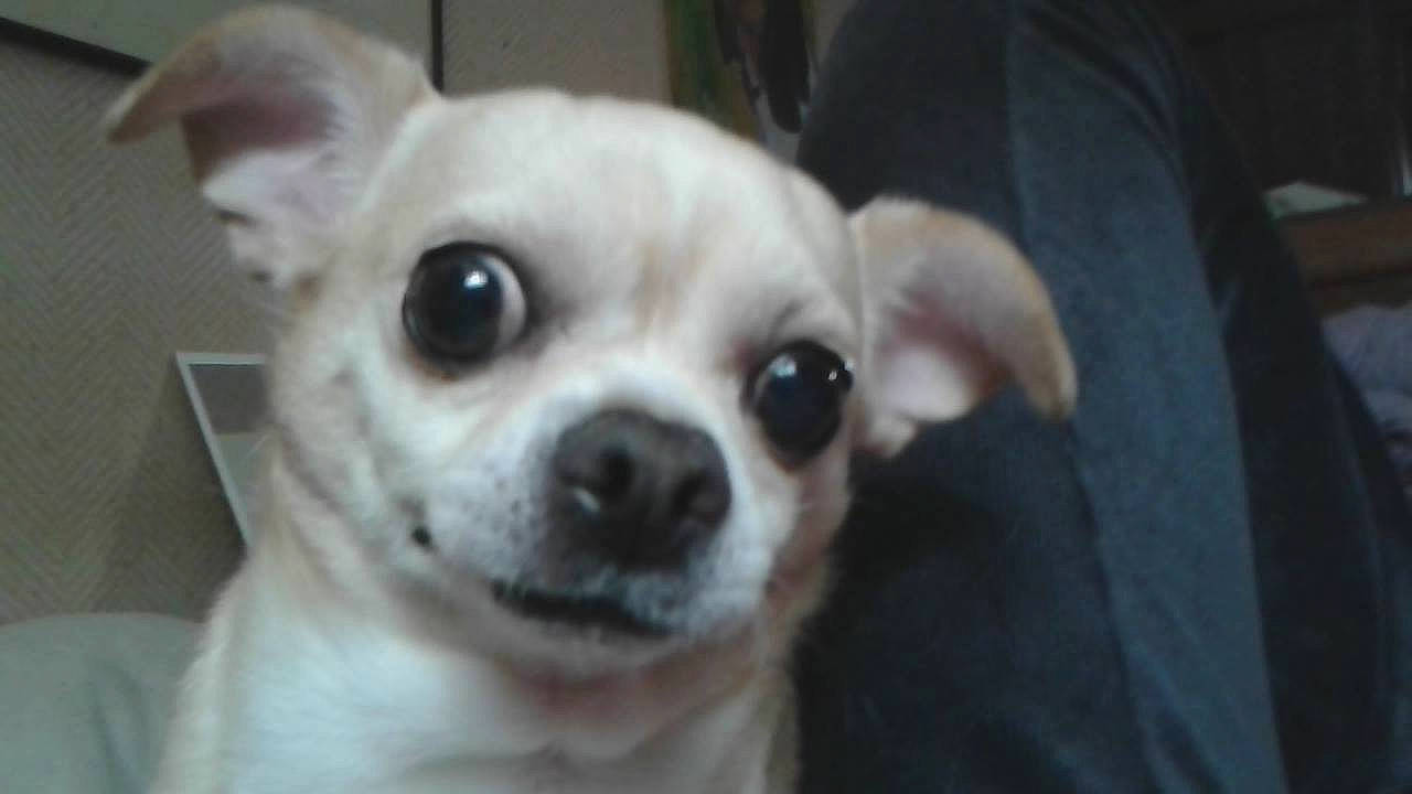 Glamour participe au concours pour gagner de l'argent avec cette photo : ancient_dog_breeds, canidae, carnivore, chihuahua, companion_dog, dog, dog_breed, ear, eye, fawn, mammal, nose, puppy, rare_breed_dog, snout, sporting_group, toy_dog, vertebrate, whiskers