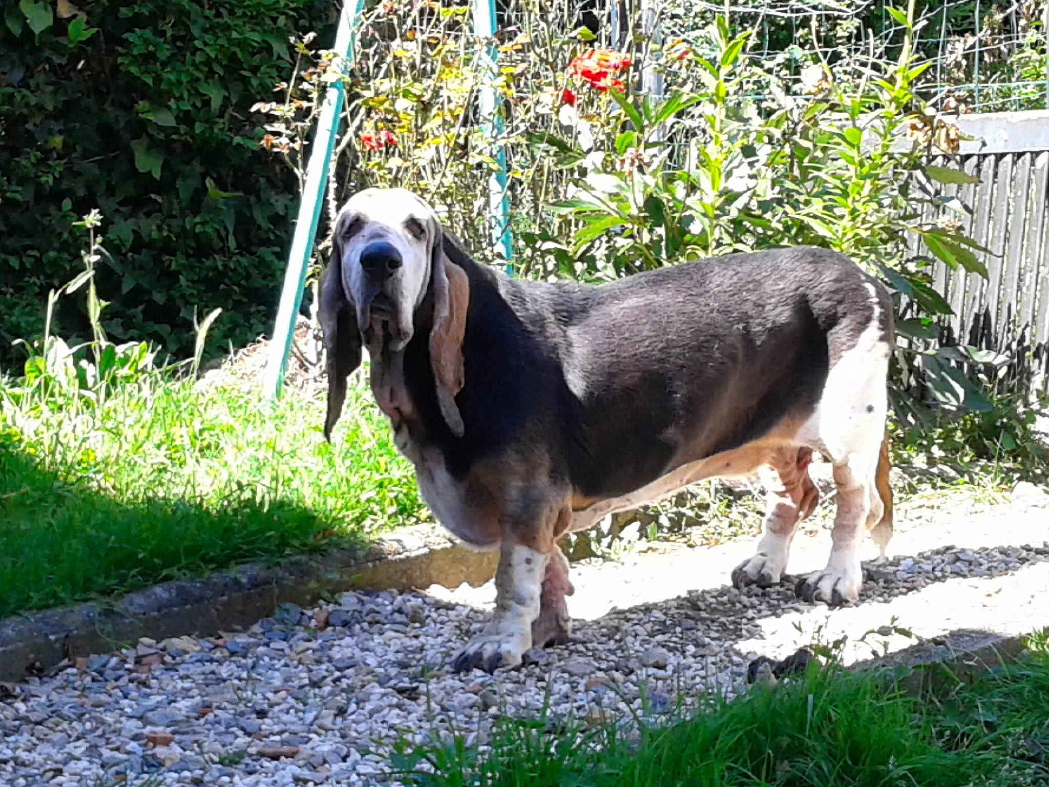 Diam'S participe au concours pour gagner de l'argent avec cette photo : basset_artesien_normand, basset_bleu_de_gascogne, basset_hound, canidae, carnivore, dog, dog_breed, hound, mammal, rare_breed_dog, scent_hound, snout, vertebrate