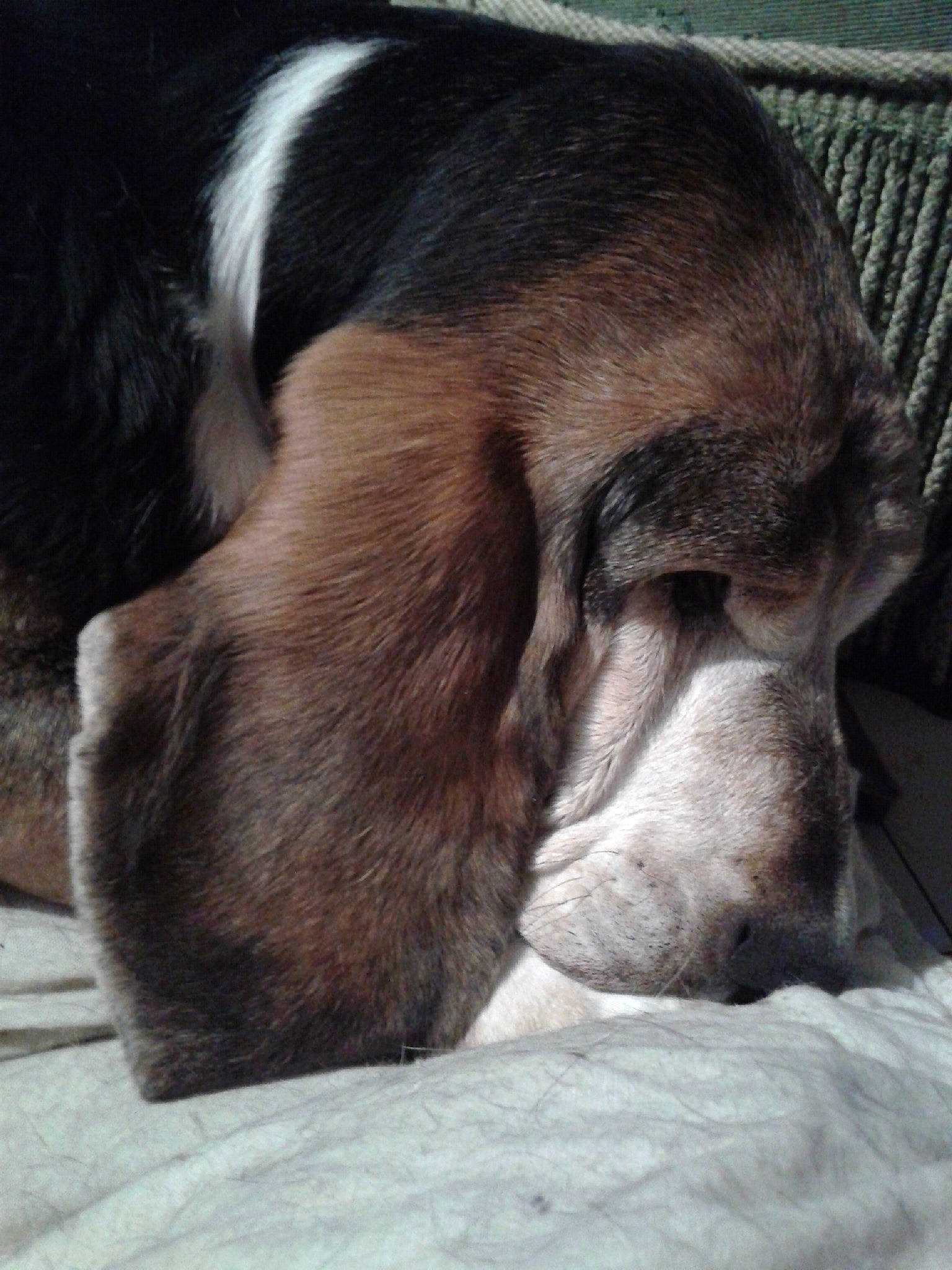 Diam'S a rejoint le concours — aidez-le/la à gagner de superbes lots ! basset_artesien_normand, basset_hound, beagle, canidae, carnivore, companion_dog, dog, dog_breed, ear, estonian_hound, mammal, nap, nose, pocket_beagle, puppy, puppy_love, rare_breed_dog, scent_hound, snout, vertebrate