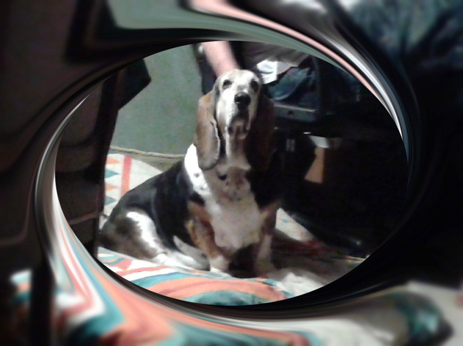 Diam'S a rejoint le concours — aidez-le/la à gagner de superbes lots ! auto_part, canidae, car, carnivore, companion_dog, dog, dog_breed, guard_dog, non_sporting_group, rim, snout, sporting_group, vehicle_door, wheel, whiskers