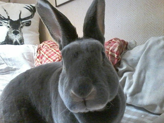 Modestine participe au concours pour gagner de l'argent avec cette photo : domestic_rabbit, ear, fawn, hare, kangaroo, rabbit, rabbits_and_hares, whiskers