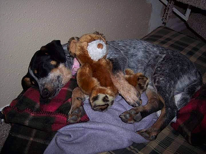 Sydney joined the competition — help win amazing prizes! canidae, carnivore, comfort, companion_dog, couch, dog, dog_breed, fawn, fur, linens, nap, plaid, snout, sporting_group, stuffed_toy, tail, tartan, toy, whiskers, working_animal