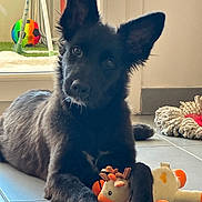 Blue a rejoint le concours — aidez-le/la à gagner de superbes lots ! animal, black_dog, cute, dog, domestic, ears, floor, home, indoor, laying_down, looking_at_camera, mop, pet, playing, reindeer_toy, relaxed, soccer_ball, stuffed_toy, tile_floor, toy
