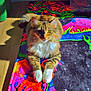 cat, tabby, white_paws, fluffy, sunlight, shadow, colorful_rug, psychedelic, indoor, floor, wood_floor, relaxed, pet, animal, feline, home, cosmic, patterned_rug, bright_colors, resting