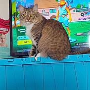 Bubbles is registered to the contest to win money with this photo: cat, tabby_cat, storage_bin, blue_bin, red_bin, television, video_game, game_menu, fish_character, baby_wipes_box, indoor, curious_cat, pet, feline, closeup, household_items, screen, colorful, play_button, sitting_cat