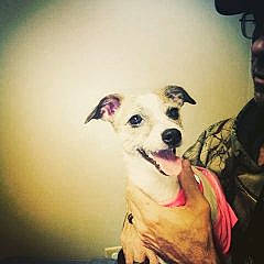 Rosie is registered to the contest to win money with this photo: canidae, carnivore, companion_dog, dog, dog_breed, eyebrow, puppy, puppy_love, rare_breed_dog, smile, snout, whippet