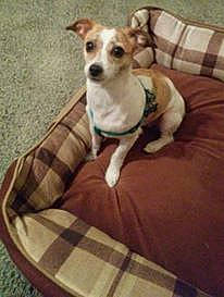 Rosie joined the competition — help win amazing prizes! canidae, carnivore, companion_dog, dog, dog_breed, fawn, feist, jack_russell_terrier, mammal, rat_terrier, teddy_roosevelt_terrier, vertebrate, whippet