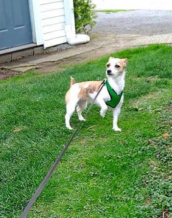 Rosie is registered to the contest to win money with this photo: canidae, carnivore, companion_dog, dog, dog_breed, grass, lawn, mammal, parson_russell_terrier, siberian_husky, tail, vertebrate, working_dog