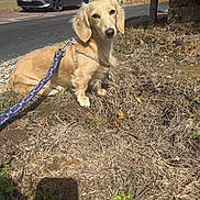 Abi a rejoint le concours — aidez-le/la à gagner de superbes lots ! dog, puppy, golden_retriever, sitting, outdoor, grass, leash, collar, portrait, animal, pet, fluffy, golden_fur, brown_eyes, sunlight, street, parked_car, residential_area, garden, shadow