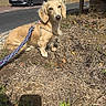dog, puppy, golden_retriever, sitting, outdoor, grass, leash, collar, portrait, animal, pet, fluffy, golden_fur, brown_eyes, sunlight, street, parked_car, residential_area, garden, shadow