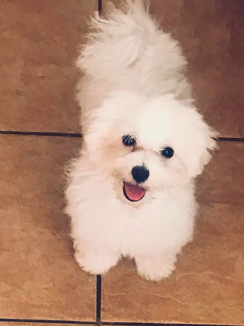 Cinderella is registered to the contest to win money with this photo: bichon, bichon_frise, bolognese, bolonka, canidae, carnivore, companion_dog, coton_de_tulear, dog, dog_breed, havanese, maltepoo, maltese, mammal, non_sporting_group, puppy, toy_dog, toy_poodle, vertebrate, west_highland_white_terrier