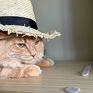 Tiger joined the competition — help win amazing prizes! cat, orange_cat, fluffy, hat, straw_hat, animal, pet, indoor, wooden_surface, close_up, portrait, relaxed, cute, feline, whiskers, ears, eyes, soft_light, blurred_background, domestic_animal