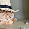 cat, orange_cat, fluffy, hat, straw_hat, animal, pet, indoor, wooden_surface, close_up, portrait, relaxed, cute, feline, whiskers, ears, eyes, soft_light, blurred_background, domestic_animal